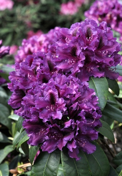 Рододендрон гібридний Azurro 3 річний Рододендрон гібридний Азурро, Rhododendron Azurro