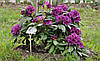 Рододендрон гібридний Azurro 3 річний Рододендрон гібридний Азурро, Rhododendron Azurro, фото 7