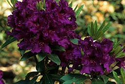 Рододендрон гібридний Azurro 3 річний Рододендрон гібридний Азурро, Rhododendron Azurro, фото 6