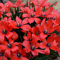 Цибулини тюльпана ботанічного Linifolia (1 шт.)