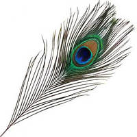 Перо павича, 1 шт.