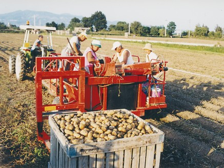 Картофелеуборочный комбайн для молодого картофеля SPECIAL. Картоплезбиральний комбайн SPECIAL - фото 5 - id-p39844488