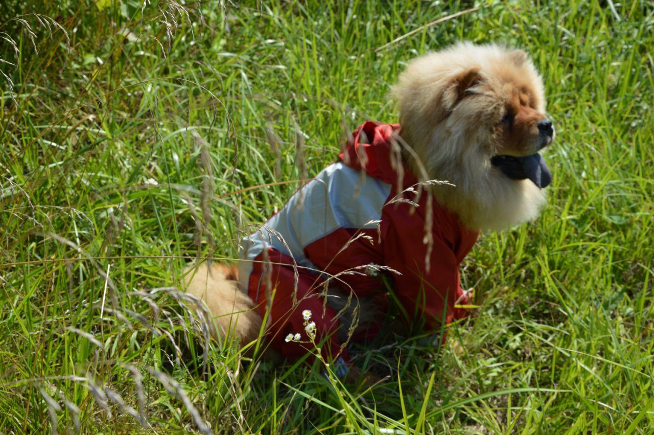 Одежда для собак комбинезон-дождевик Тима 21х27 см - фото 3 - id-p305209165