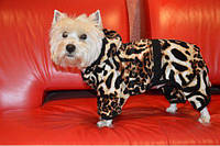 Комбінезон для собак Лева 25х28 см