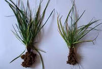 Мікро-Минералис МІДЬ N-2, Cu-4 амонійно-карбокселатні комплексони фасовка : 10 літрів., фото 3