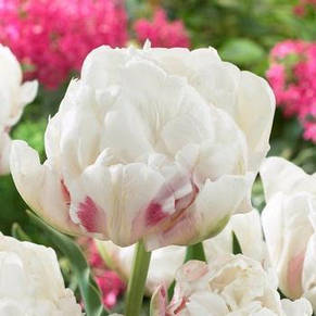 Тюльпан махровий пізній Ice Wonder 3 цибулинки, фото 2