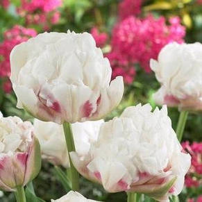 Тюльпан махровий пізній Ice Wonder 3 цибулинки, фото 3