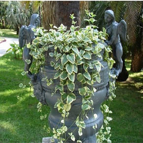 Барвінок великий ряболистий (Vinca major var.), фото 2