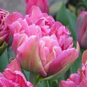 Тюльпан махровий пізній Chato 3 цибулинки, фото 1