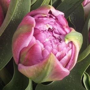 Тюльпан махровий пізній Chato 3 цибулинки, фото 2