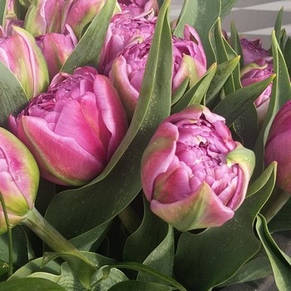 Тюльпан махровий пізній Chato 3 цибулинки, фото 3