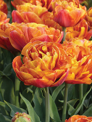 Тюльпан махровий пізній Brownie 3 цибулинки, фото 2