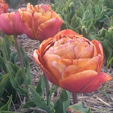 Тюльпан махровий пізній Brownie 3 цибулинки, фото 3