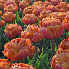 Тюльпан махровий пізній Brownie 3 цибулинки, фото 4