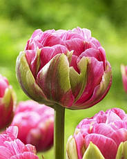 Тюльпан махровий пізній Aveyron 3 цибулинки, фото 2