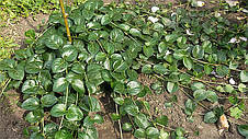 Барвінок великий (Vinca major), фото 3