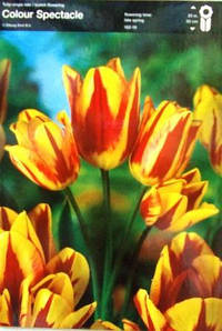 Тюльпан багатоквітковий Colour Spectacle