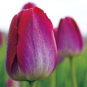 Тюльпан Тріумф Pittsburg 3 цибулинки, фото 2