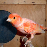 Шанувальні кенари, що співають