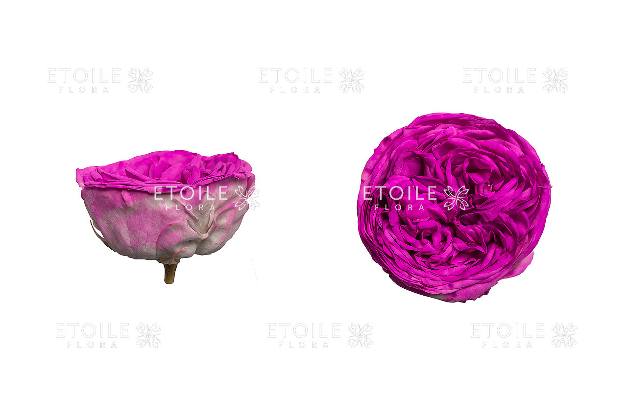 Пионовидная роза стабилизированная Кабукиза фуксия - фото 2 - id-p576223613