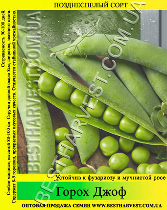 Насіння гороху «Джоф» 1 кг, фото 2