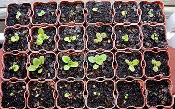 посів капусти