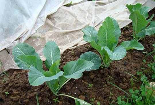 пересадка капусти