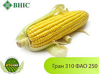 Гібрид Гран 310 ФАО 250 Насіння кукурудзи ВНІС