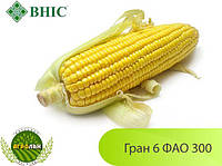 Гібрид Гран 6 ФАО 300 Насіння кукурудзи ВНІС