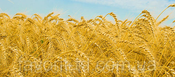 Озимая пшеница Антоновка купить в Украине и Кировоградской области.  Доставка бесплатная. Цены ниже рыночных.
