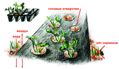 Агроволокно AGREEN 1,07*100м 3отв в ряд. 50г\м.кв Черное с перфорацией - 4сезона - фото 6 - id-p577202747