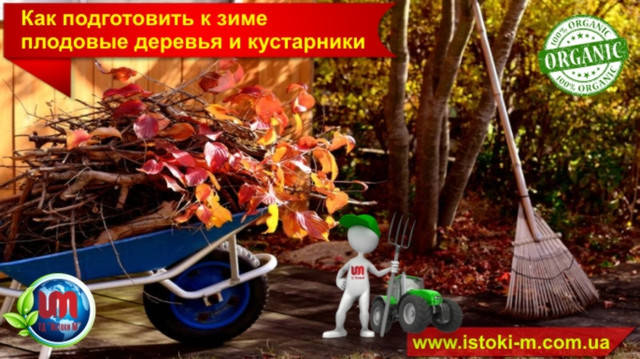Як підготувати до зими плодові дерева і чагарники. Органічні добрива для підживлення дерев і чагарників.