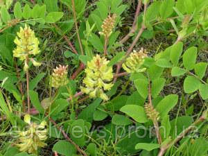 Астрагал солодколистный(Astragalus lycyphyllos) (насіння 10 шт)