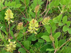 Астрагал солодколистный(Astragalus lycyphyllos) (насіння 10 шт)