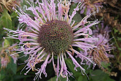 Монарда "Панорама" (Monarda Didyma "Panorama") (насіння 25 шт)