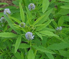 Пажитник блакитний (Тригонелла) (Trigonella foenum-graecum) (насіння 50 шт)