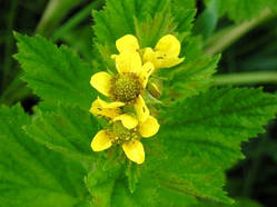 Гравілат міський (Geum Urbanum) (насіння 50 шт)