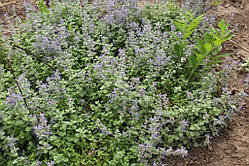 Котовник жилявий (Nepeta nervosa) "Блакитний місяць" (насіння 50 шт)