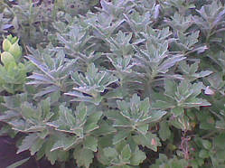 Аджанія (Аянія) (саджанці)