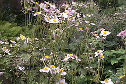 Анемона японська (саджанці)