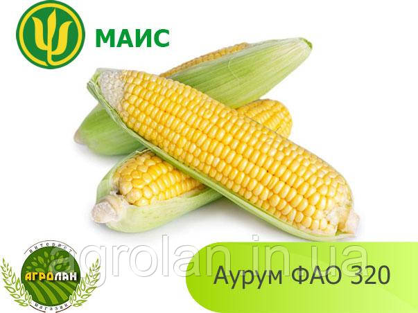Гібрид Аурум ФАО 320 МАЇС насіння кукурудзи