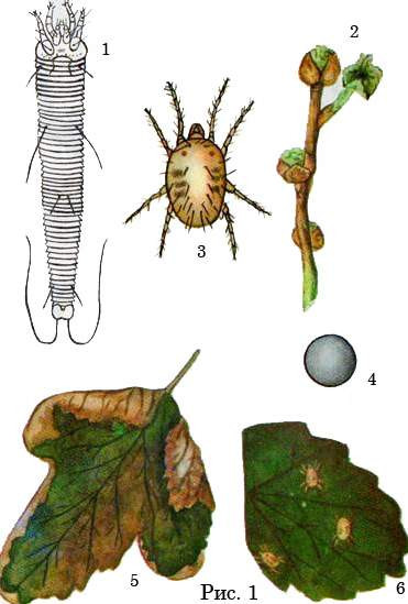 Почковый клещ
