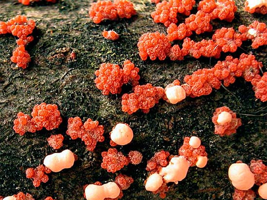 Физалоспороз (рак ветвей)