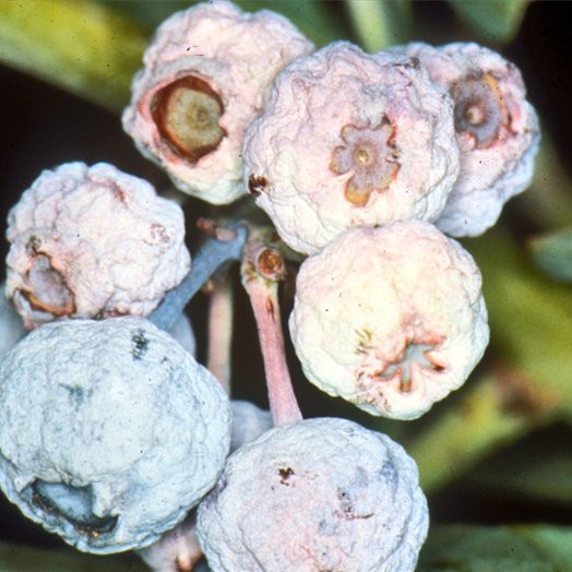 Серая гниль