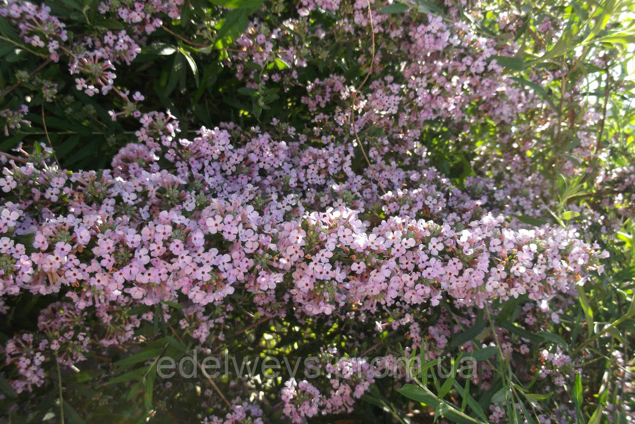 Буддеться чергова, фото 1