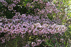 Буддеться чергова