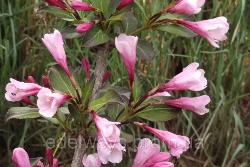 Вейгела краснощі, фото 1