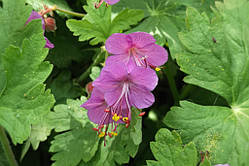 Герань садова "Кембридж" (саджанці)