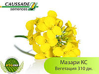 Семена озимого рапса МАЗАРИ КС (вегетация 310дн.) CAUSSADE SEMENCES