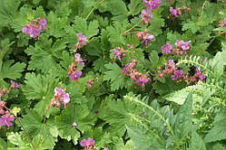 Герань садова "Нана" (саджанці)